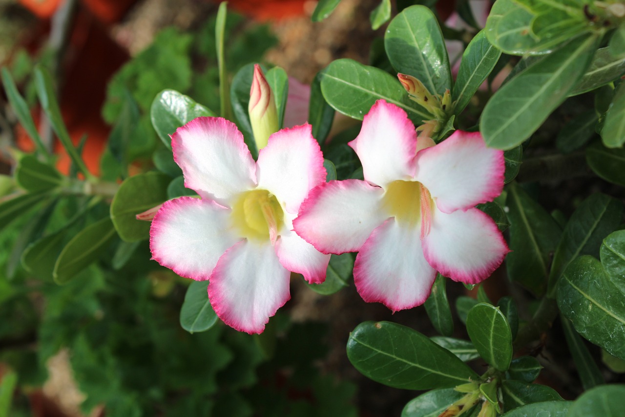 O segredo no plantio da rosa do deserto