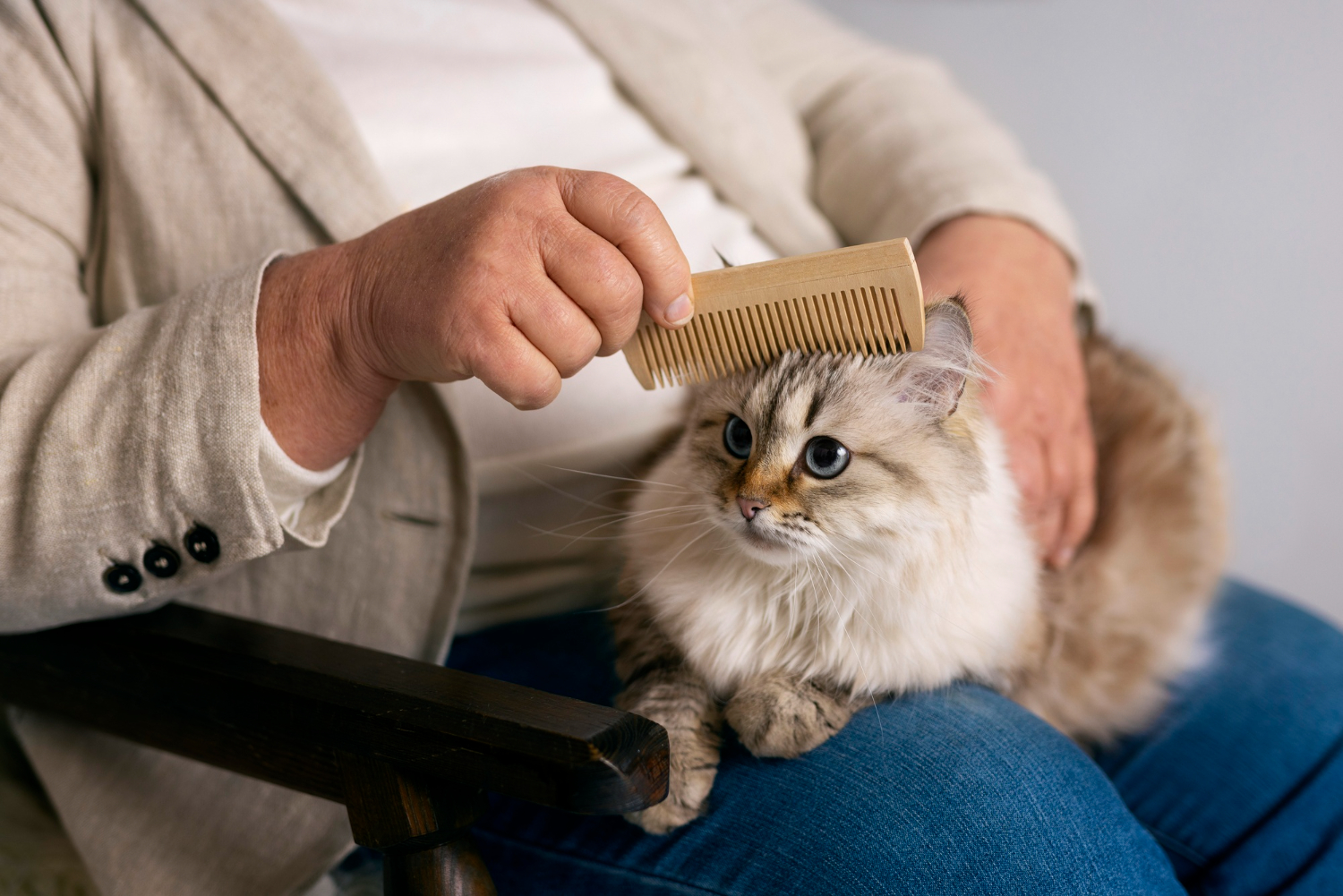 Pelos de gato - Canva