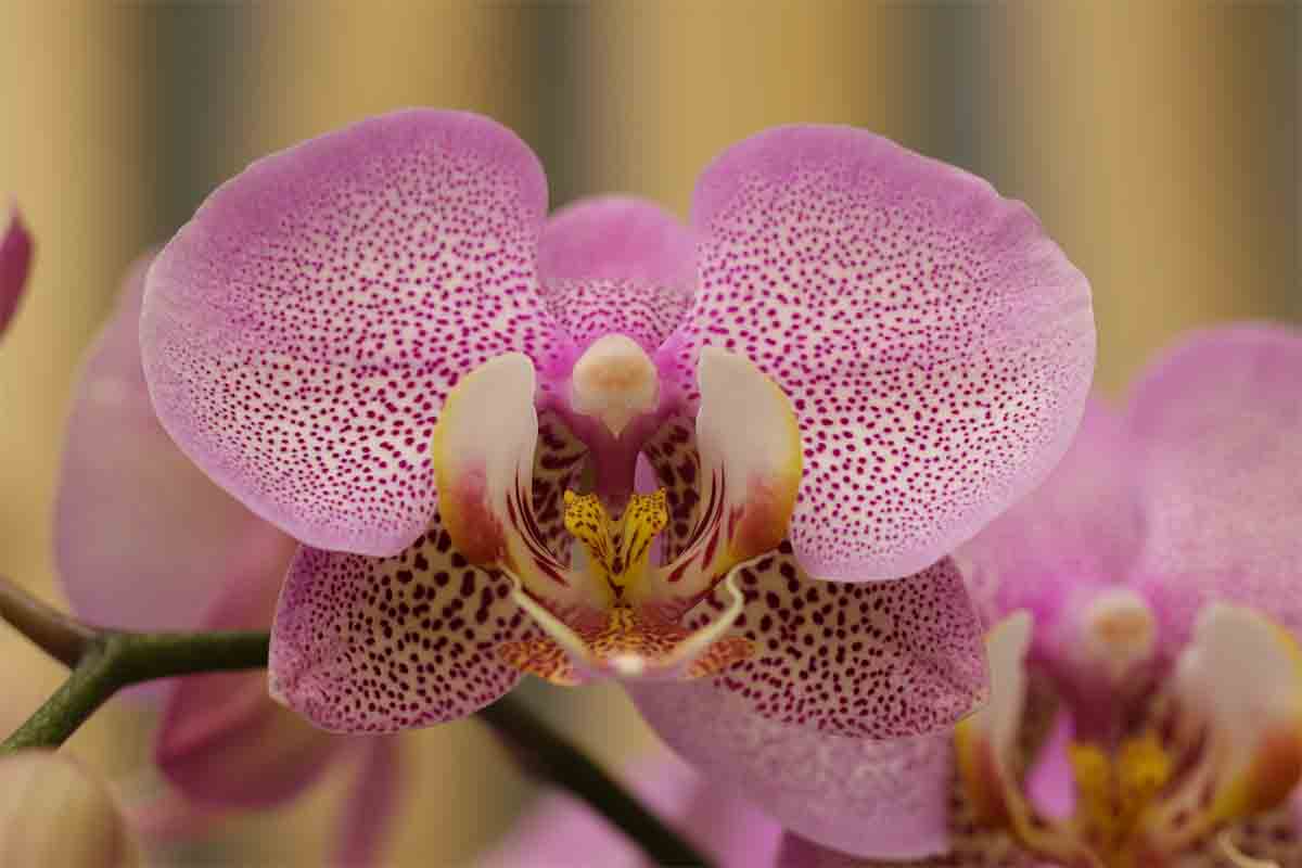 Orquídea Orquídea phalaenopsis: características, tipos e dicas de cultivo - reprodução internet