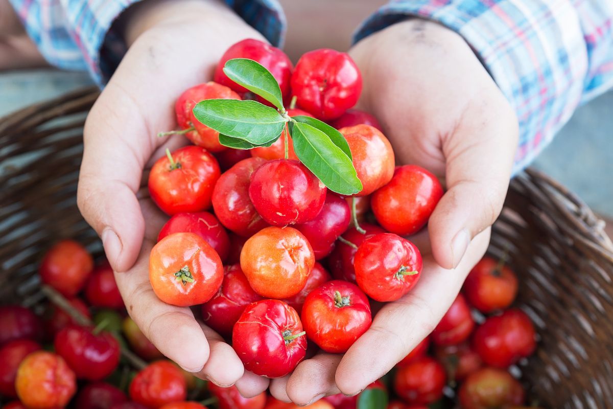 Como plantar acerola em vasos - Canva