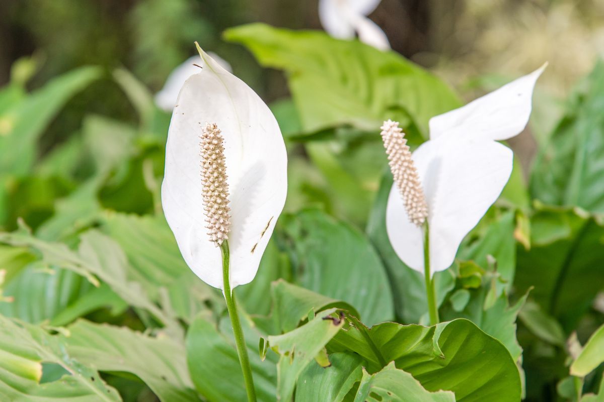 Planta com flor Planta com flor para enfeitar a sua sala - Canva