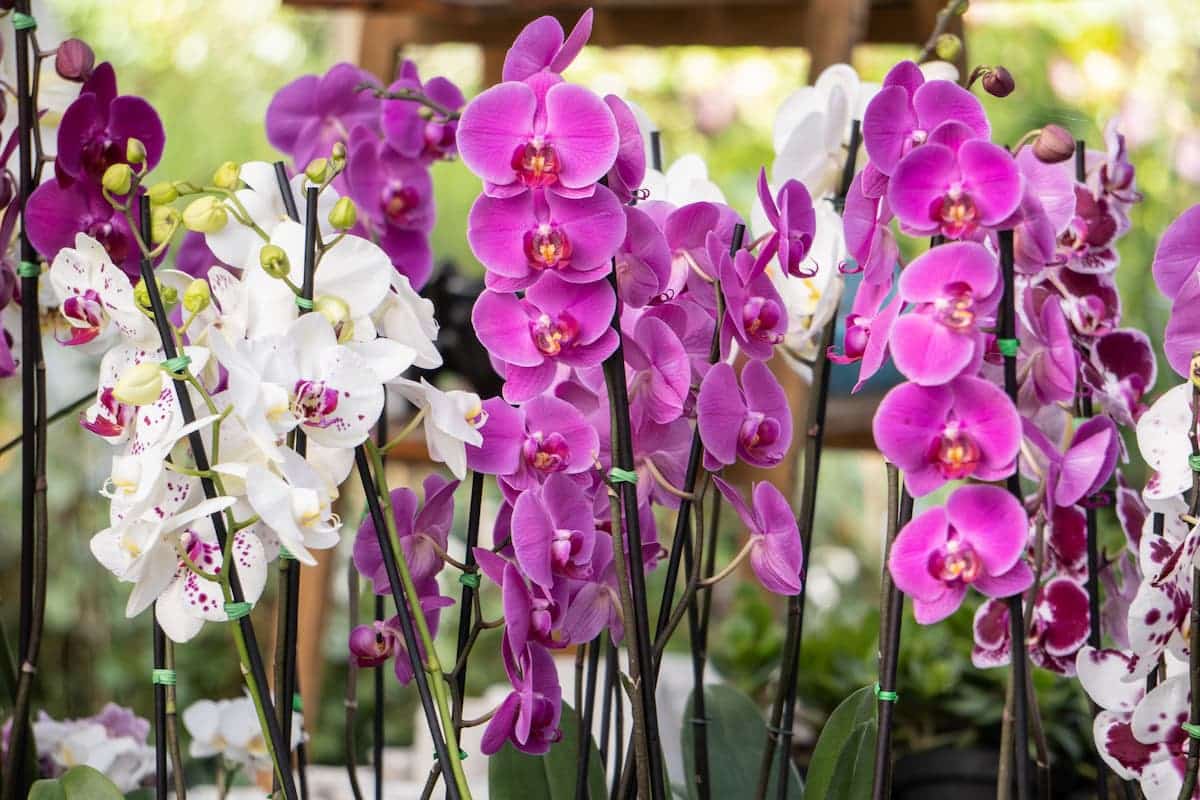Orquídea Orquídea phalaenopsis: características, tipos e dicas de cultivo - reprodução internet