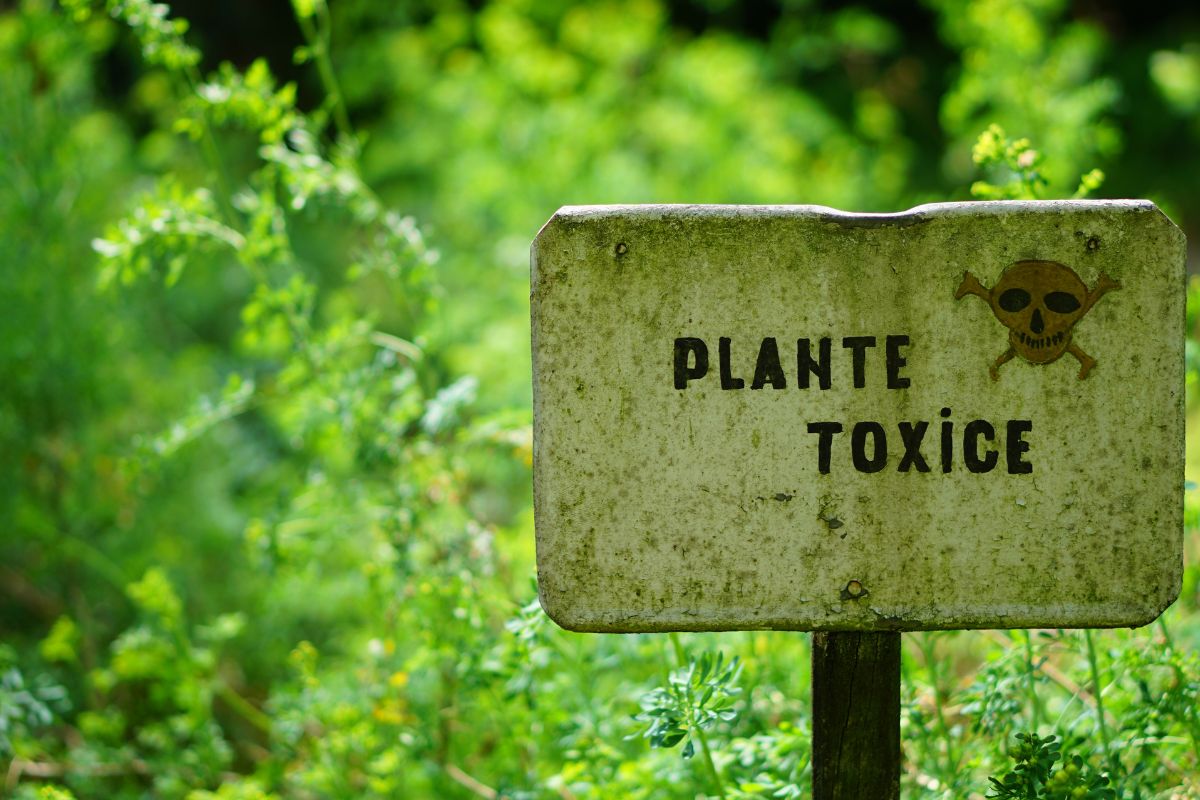 4 plantas tóxicas para cães e gatos; confira - Canva
