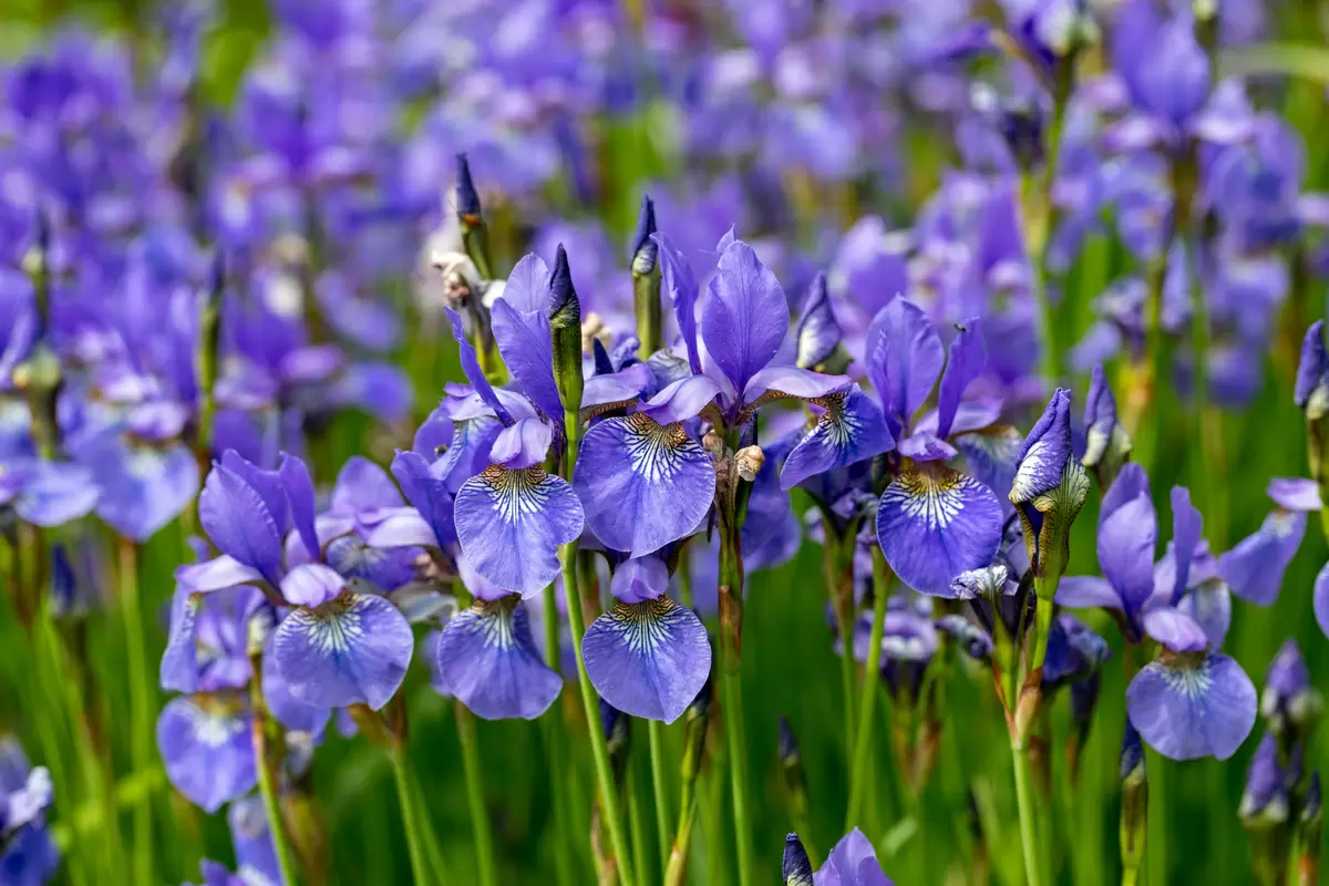 Flor de Íris: saiba como plantar e cultivar - reprodução internet