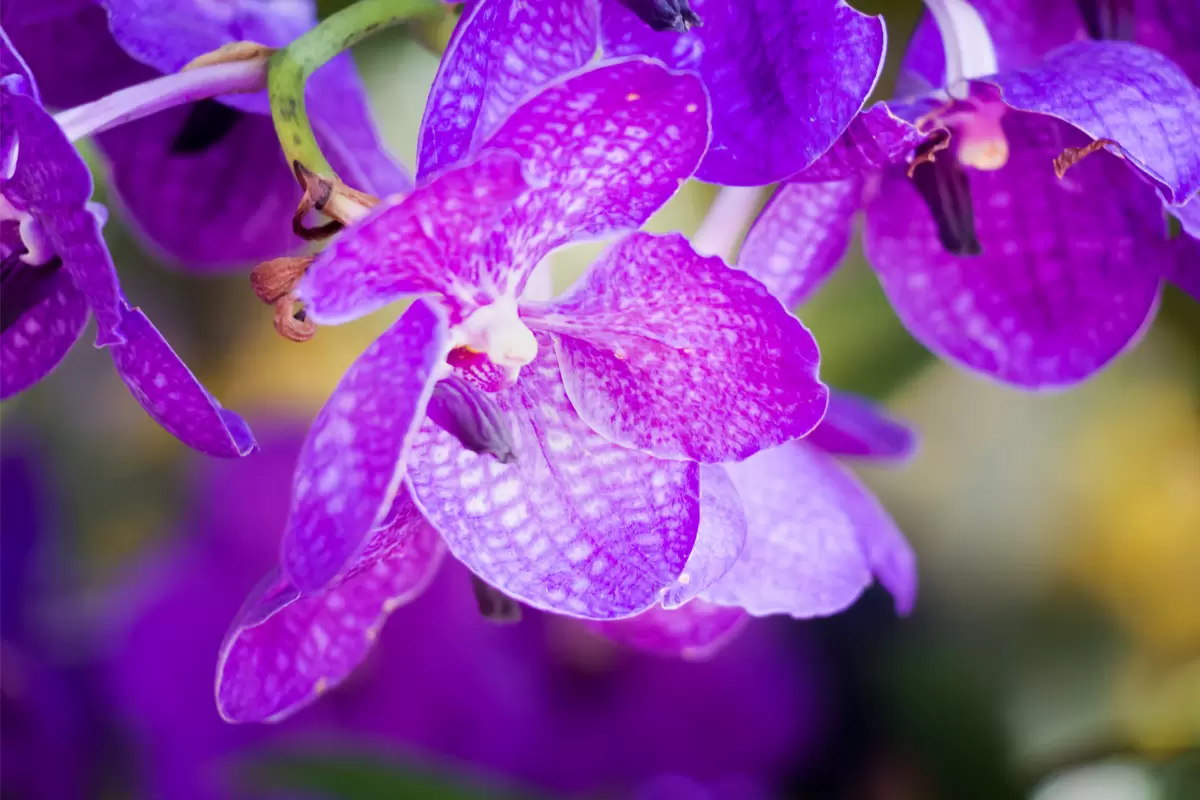 Orquídea Vanda: saiba como cultivar em casa - reprodução internet