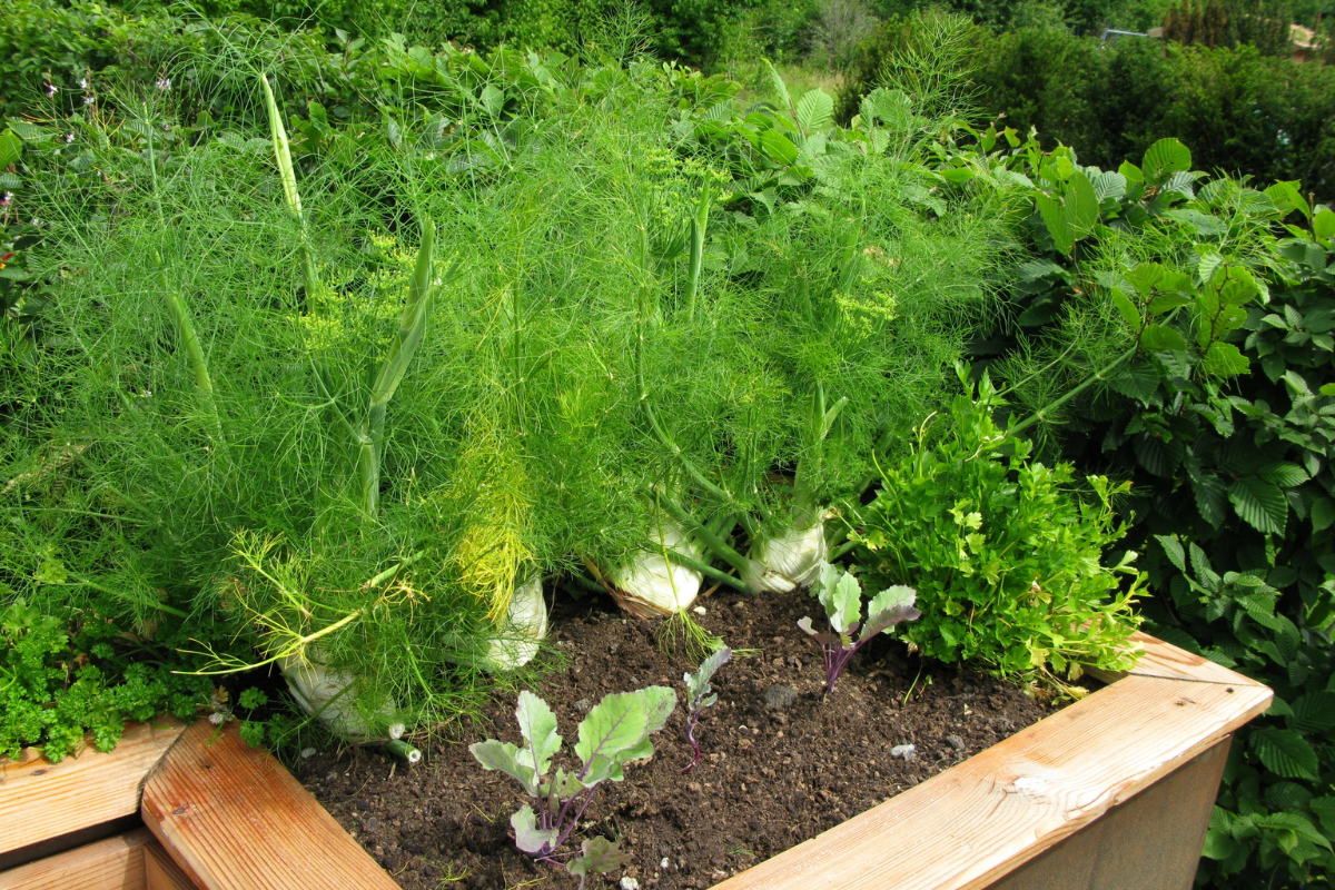Saiba como plantar em erva-doce no vaso e no jardim - reprodução internet