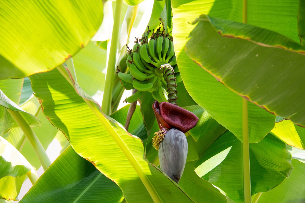 Bananeira-ornamental: conheça a Musa ornata - reprodução internet