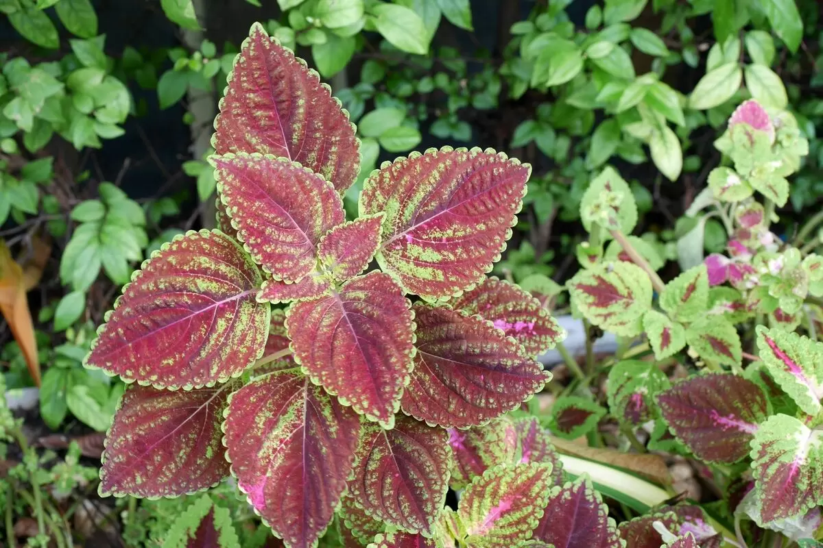 Planta Coleus: Descubra como cultivar essa linda e delicada planta - reprodução internet