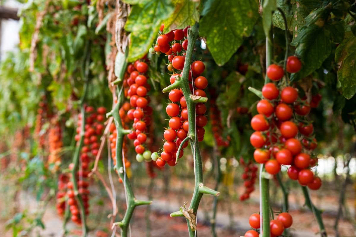 Como plantar um pé de tomate? Com essas DICAS você vai arrasar - reprodução