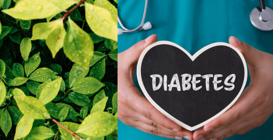 Plantas para diabetes: veja quais são e seus benefícios