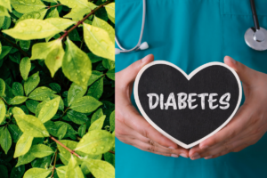 Plantas para diabetes: veja quais são e seus benefícios