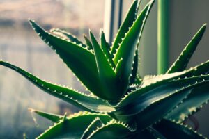 Como plantar babosa em vaso: Aprenda agora mesmo!