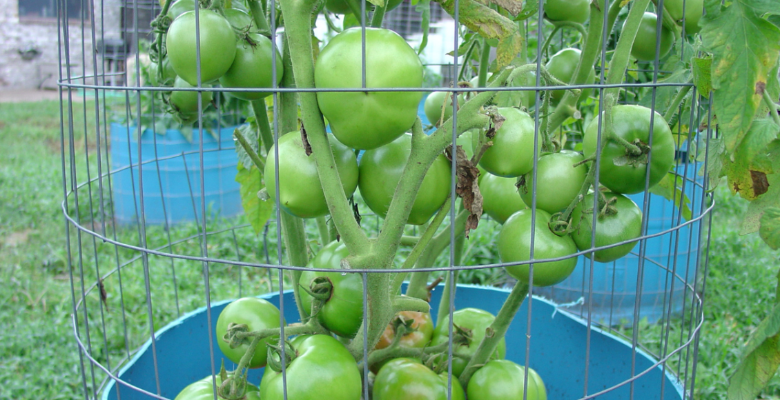 Como plantar tomate - Canva