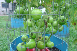 Como plantar tomate - Canva