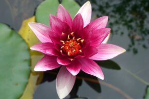 Como plantar flor de lótus: veja o passo a passo agora mesmo