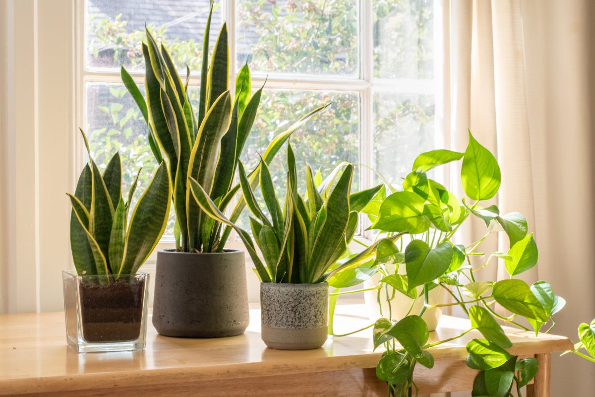 Plantas de apartamento: qual devo escolher para a minha casa? confira agora mesmo