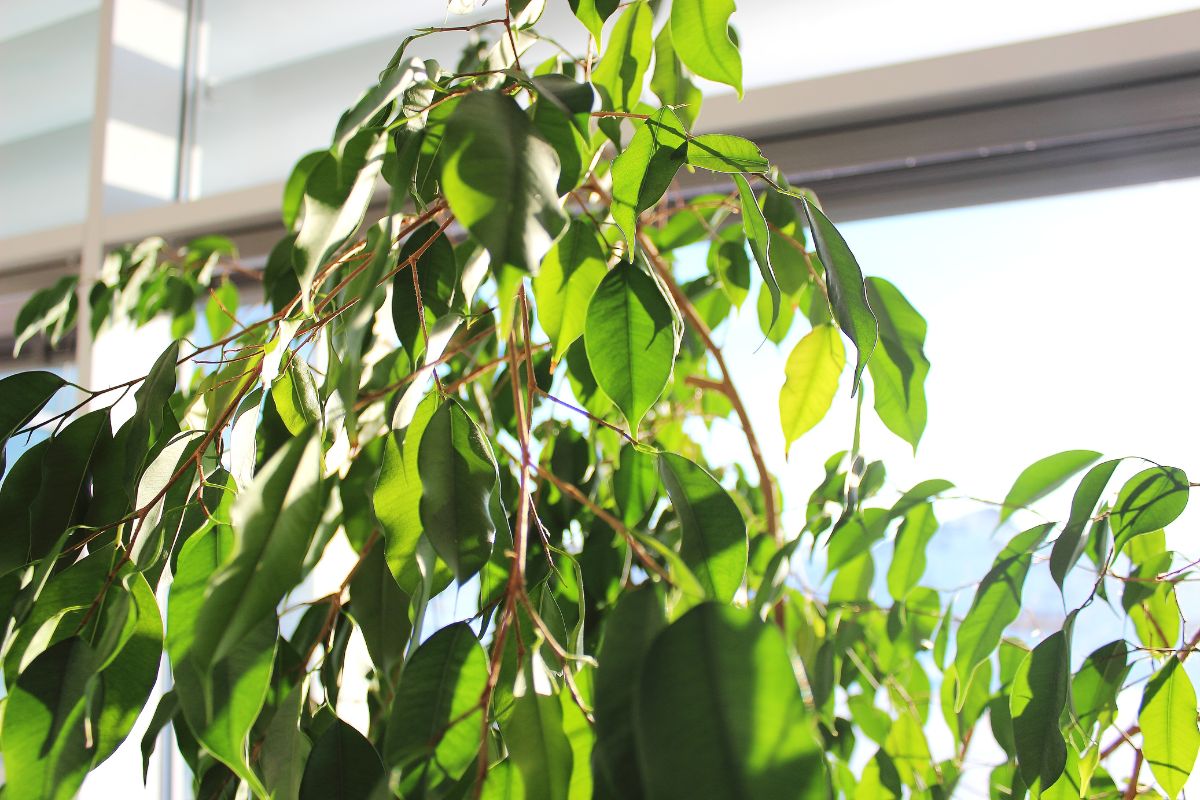 3 plantas resistentes ao sol para ter em casa: veja agora mesmo