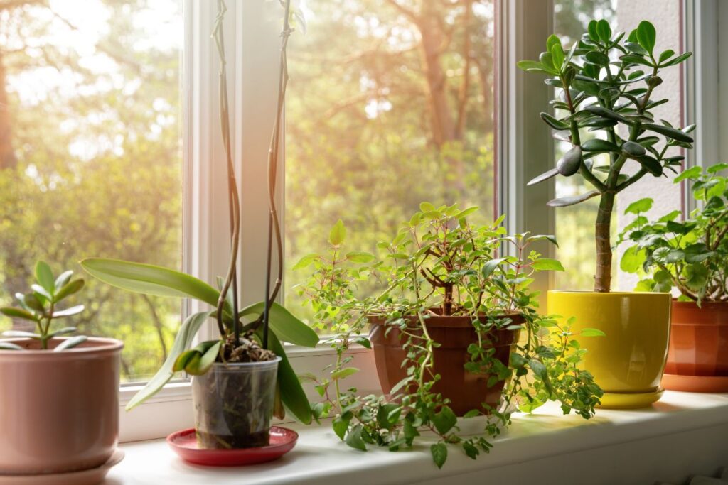 Três plantas resistentes ao sol para ter em casa veja agora mesmo