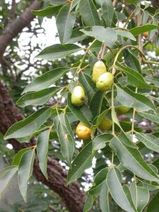 Como cultivar cajazeira: veja agora mesmo o passo a passo