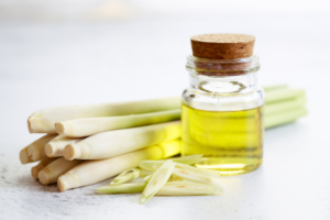 Erva-cidreira: saiba como cultivar essa planta aromática e rica em benefícios