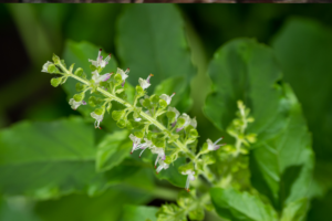 Como cultivar manjericão no quintal de casa: veja esse simples passo a passo