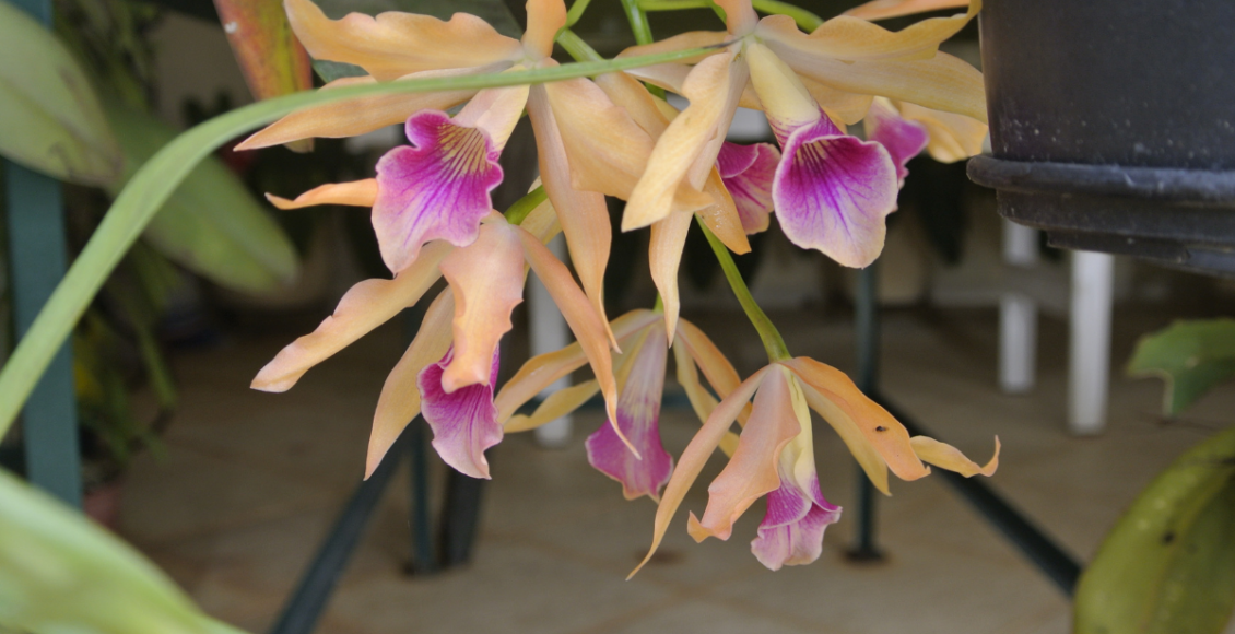 Aprenda a plantar orquídeas através da muda de uma maneira fácil e rápida