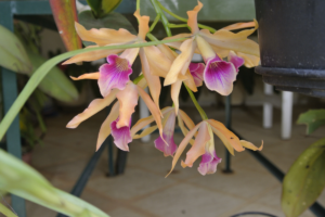 Aprenda a plantar orquídeas através da muda de uma maneira fácil e rápida