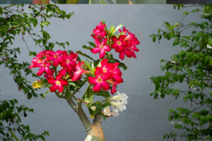 rosa do deserto - Canva (1)