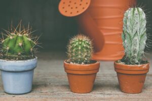 Cactos: 5 dicas infalíveis para cultivar e usar na decoração