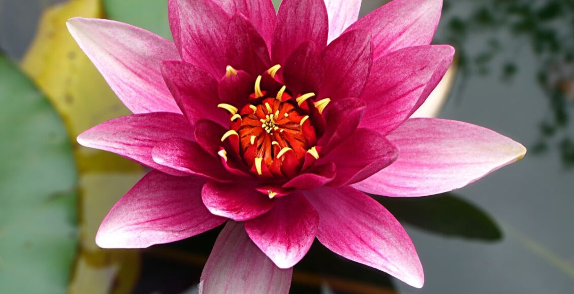 Flor de lótus: como cultivar essa planta aquática
