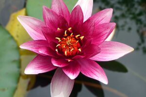 Flor de lótus: como cultivar essa planta aquática