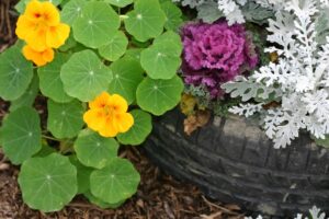 Jardim com pneus: 4 dicas incríveis para começar o seu