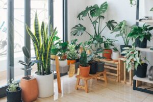 Goiânia, terça-feira, 9 de maio, por Lorrane Vaz - Você quer organizar suas plantas? Que tal fazer um jardim com vasos? Ter um jardim em casa é uma ótima forma de trazer um pouco de natureza para dentro do ambiente, mas nem sempre é possível ter um espaço externo para cultivar plantas. Uma solução prática e bonita é criar um jardim com vasos, que pode ser montado em qualquer espaço da casa, seja ele interno ou externo. Ou seja, as dicas que vamos te dar hoje são justamente para você conseguir realizar esse feito no seu quintal e deixar tudo belo e organizado. Sendo assim, leia esse artigo que o JusTocantins preparou. Jardim com vasos - Reprodução Canva Veja agora: A roupa branca manchou de desodorante? Aprenda limpar Como organizar suas plantas em um jardim com vasos Para começar, escolha o local onde você deseja montar o seu jardim com vasos. Pode ser em uma varanda, um quintal ou até mesmo em uma sala de estar. Além disso, se você mora em apartamentos, também pode usar a sacada do apê. Então vamos lá, escolha os vasos que combinem com o estilo do ambiente e com as plantas que você pretende cultivar. Uma dica importante é escolher plantas que se adaptem bem à luz e à umidade do ambiente. Algumas opções são suculentas, a violeta, samambaia e outras plantas como estas. Além disso, você pode diferenciar os modelos de vasos para facilitar na decoração Para montar o jardim com vasos, coloque uma camada de pedrinhas no fundo do vaso para ajudar na drenagem e evitar que a água fique acumulada. Além disso, adicione a terra própria para o cultivo da planta e plante-a no vaso. Lembre-se de deixar um espaço entre as plantas para que elas possam crescer sem ficar apertadas. Veja também: Como fazer mudas de plantas em casa Manutenção das plantas É importante lembrar de cuidar adequadamente das plantas em vasos, regando-as regularmente e adicionando adubo orgânico a cada dois meses para mantê-las saudáveis e bonitas. Também é essencial monitorar a incidência de luz no ambiente e mover as plantas para locais mais adequados, se necessário. Os vasos são uma excelente maneira de adicionar um pouco de natureza e criar um ambiente acolhedor e agradável em casa. Com um planejamento cuidadoso e atenção adequada, é possível criar um jardim encantador e vibrante em qualquer espaço da casa. Se tiver alguma opinião, compartilhe nos comentários abaixo.