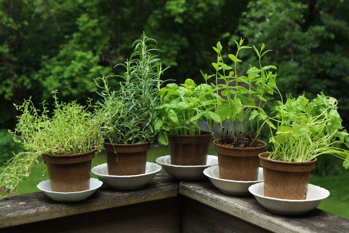 Jardim de ervas: como cultivar temperos frescos em casa