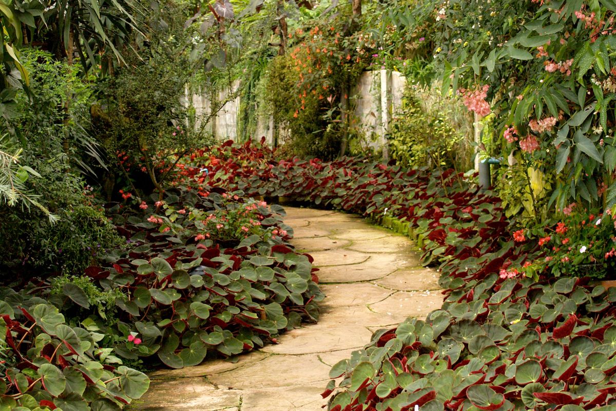 Jardim externo: 5 tipos de plantas que aguentam muito sol