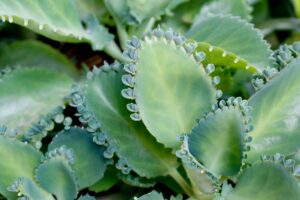 Como cultivar Saião em casa: planta medicinal contra gastrite