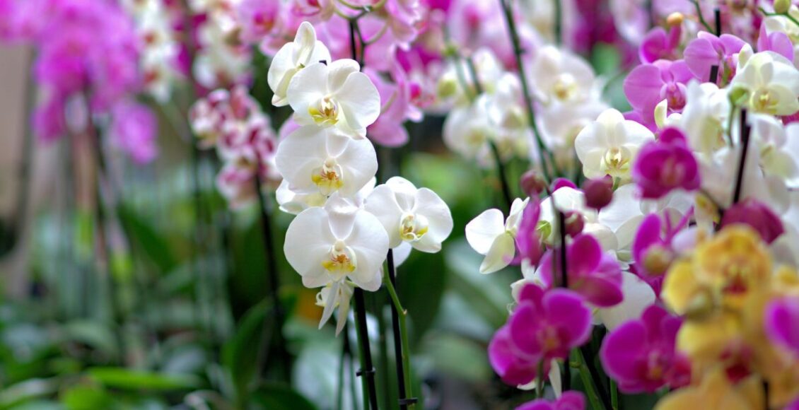 Orquídeas: descubra como plantá-las no seu jardim