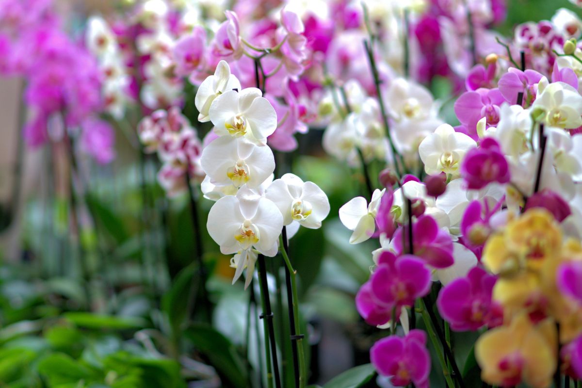 Orquídeas: descubra como plantá-las no seu jardim