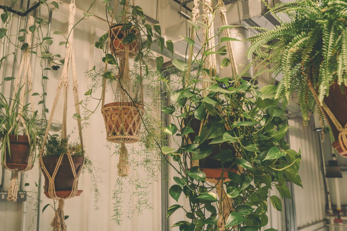 Plantas pendentes: como decorar sua casa com esses cachos verdes