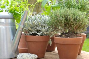 Plantas aromáticas: como cultivar para sabor e perfume na cozinha