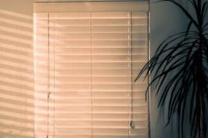 Plantas de sombra: 4 plantas que não precisam de sol para crescer