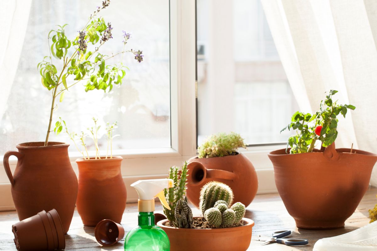 4 plantinhas para cultivar em apartamentos e ambientes pequenos