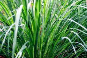 5 plantas repelentes que afastam insetos indesejados