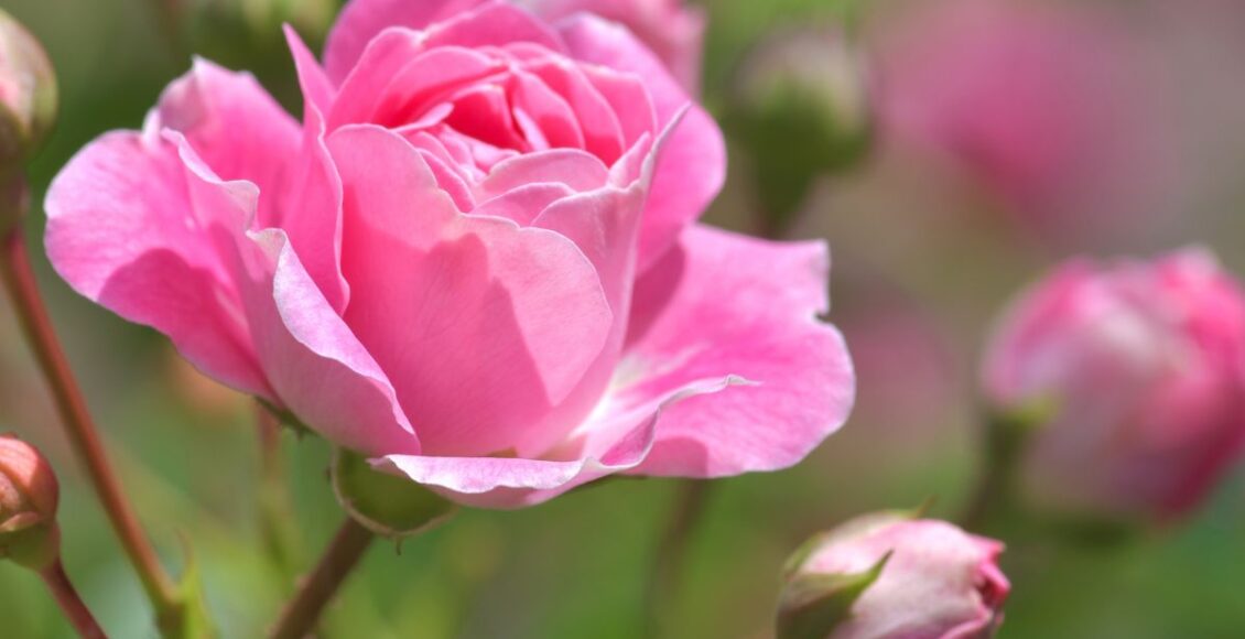 Como cultivar rosas: dicas e truques para cultivar flores saudáveis