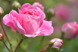 Como cultivar rosas: dicas e truques para cultivar flores saudáveis