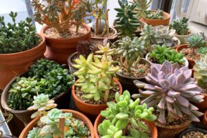 Suculentas: 3 dicas rápidas para cultivar e usar na decoração