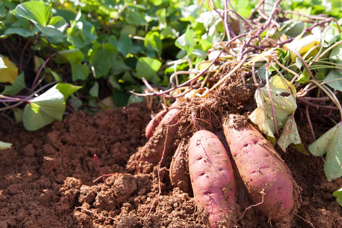 Batata-doce: aprenda agora como plantar na sua casa 