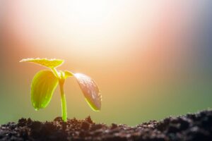 Como fazer mudas de plantas em casa - Reprodução canva
