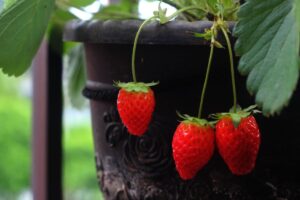 Morangos: aprenda agora como plantar na sua casa