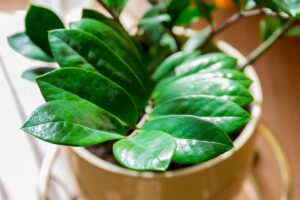 Zamioculca: conheça mais dessa planta maravilhosa